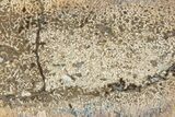 Polished Dinosaur Bone (Gembone) Slab - Morocco #290309-1